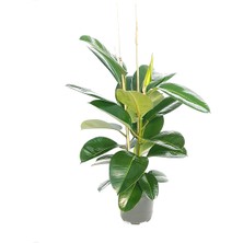 Mor Dekor Kauçuk Bitkisi Ağacı 70 - 80 cm 2 Kök