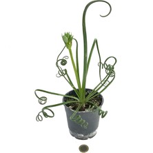 Betonish Albuca Spiralis
