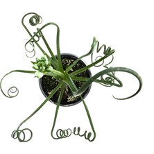 Betonish Albuca Spiralis