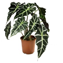 Betonish Alocasia Amazonica 'Polly' (Fil Kulağı)