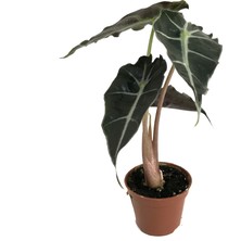 Betonish Alocasia Amazonica 'Polly' (Fil Kulağı)