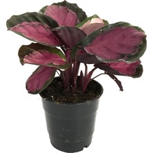 Betonish - Calathea Picturata 'Crimson' (Dua Çiçeği)