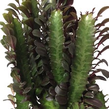 Betonish Euphorbia Trigona - Kaktüs