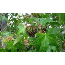 Fidancıyız Ihlamur Fidanı