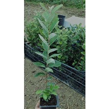 Tüplü Pembe Sarmaşık Yediveren Gül Fidanı