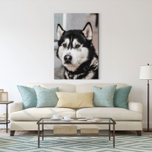 Tabrika Hasky Cinsi Köpek Tablosu