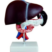 Edulab Karaciğer, Pankreas ve Onikiparmak Bağırsağı Modeli