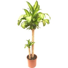 Fidanova Ficus Robusta Kauçuk 2'li