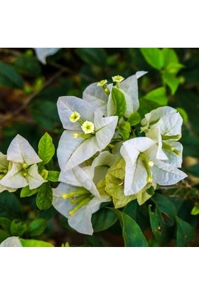 Fidancıyız Tüplü Beyaz Çiçekli Begonvil Çiçeği Fidanı