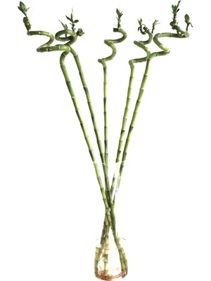 Betonish Lucky Bamboo (Şans Bambusu) (10 Adet)