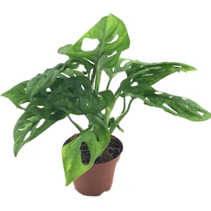 Monstera Obliqua
