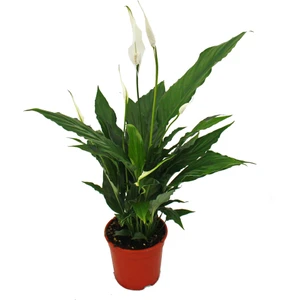 Spathiphyllum Barış Çiçeği