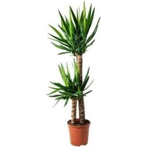 Yucca Bitkisi 2 Kök Yuka Bitkisi Avize Çiçeği Ev Bitkisi 80 100Cm