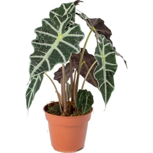 Salon Bitkileri Alocasia Polly Çiçeği 40 cm