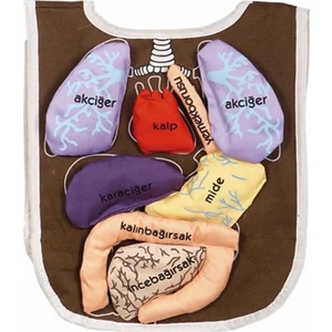 Sökülüp Takılabilen Organlar Önlüğü