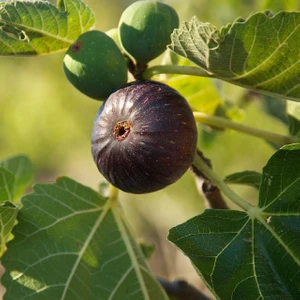 İncir Fidanı Siyah Orak (Karadeniz Patlıcan İnciri) Saksıda