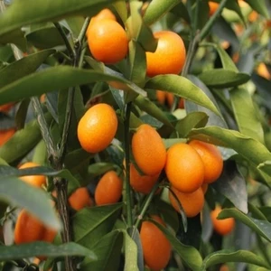 Citrus Fortunella Kumquat Kamkat Fidanı 40-60 cm Rootball