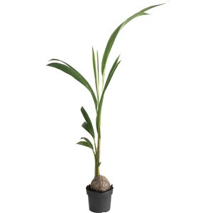 Cocos Nucifera (Hindistan Cevizi Palmiyesi)