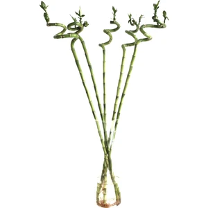 Lucky Bamboo (Şans Bambusu) (3 Adet)