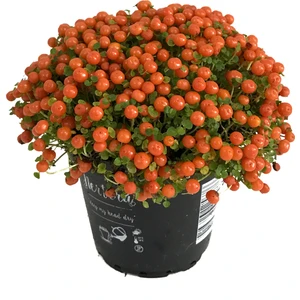 Nertera Granadensis 'Orange' (Mercan Boncuğu)