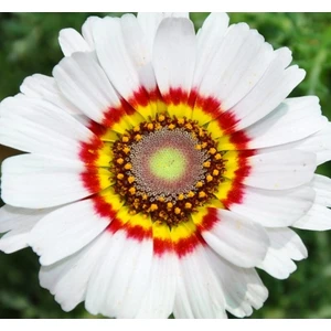 Kasımpatı Çiçek Tohumu 1 (~ Takribi 20 Tohum)