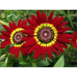 Kasımpatı Çiçek Tohumu 2 (~ Takribi 20 Tohum)