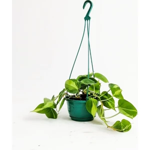 Fidan Burada Kalp Yapraklı Salon Sarmaşığı Alacalı Philodendron Scandens Brasil Askılı Saksıda