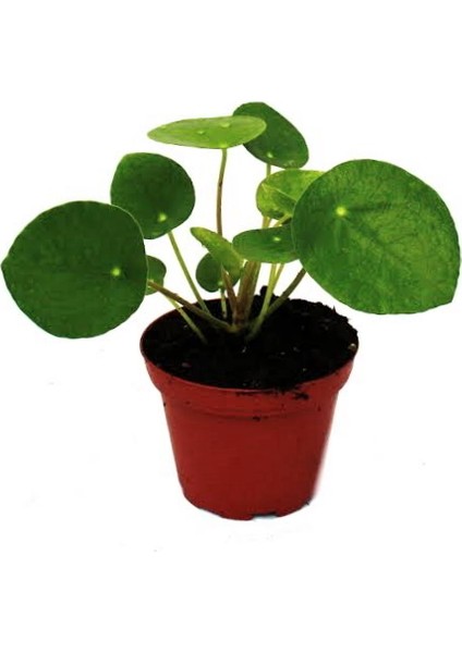 Mini Pilea Para Çiçeği