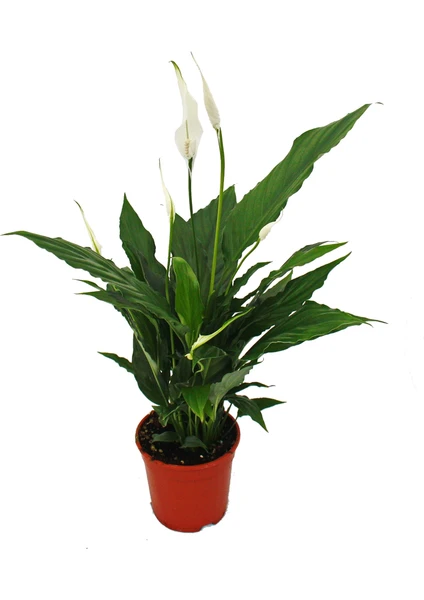 Spathiphyllum Barış Çiçeği