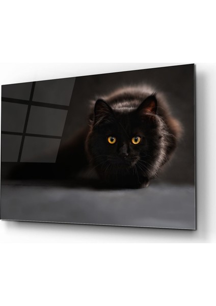Siyah Kedi Cam Tablo 50 x 70 Uv Baskı Temperli