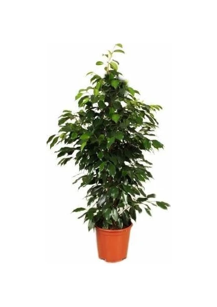 MS Çiçekçilik Benjamin Ficus Benjamina 120 cm Yerli Ev Bitkisi Ofis Bitkisi