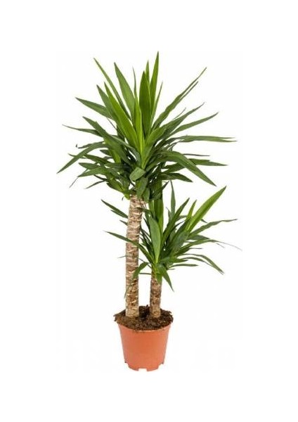 Yucca Bitkisi 2 Kök Yuka Bitkisi Avize Çiçeği Ev Bitkisi 80 100Cm