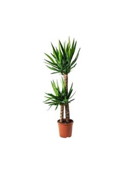 Yucca Bitkisi 2 Kök Yuka Bitkisi Avize Çiçeği Ev Bitkisi 80 100Cm