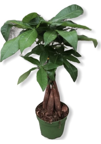 Para Ağacı Pachira Bitkisi 30-40 Cm Ev Bitkisi Ofis Bitkisi Para Ağacı Pachira Bitkisi Ev Bitki modelleri