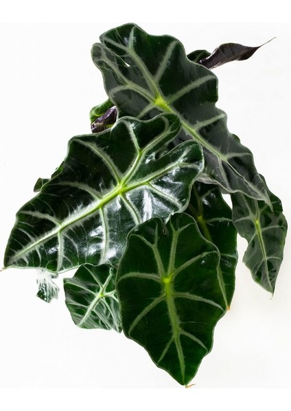 Alocasia Polly Çiçeği 40 cm