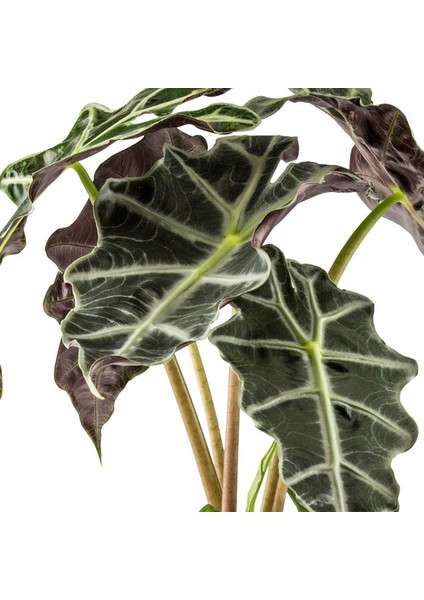 Alocasia Polly Çiçeği 40 cm