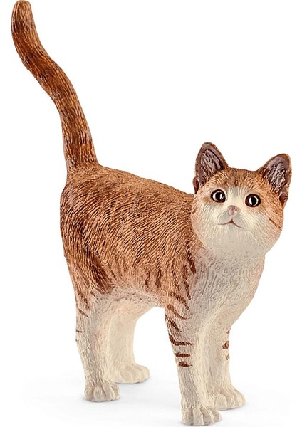 Kedi 13836