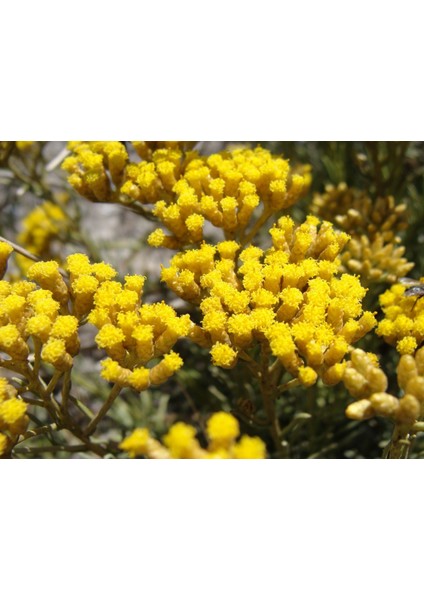 Helichrysum Italicum Altınotu Saksıda