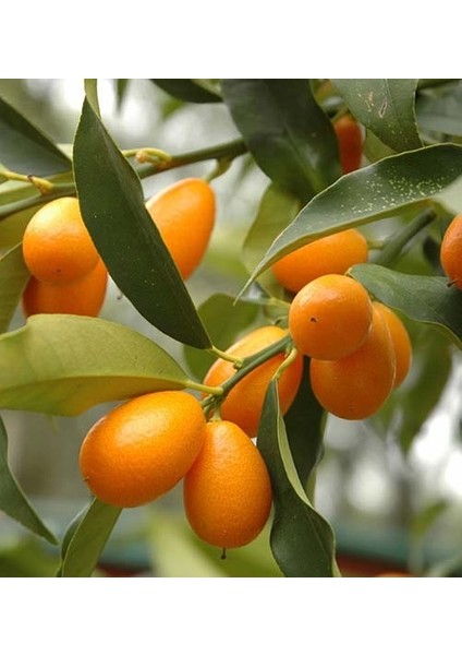 Narenciye Fidanı Mandalin Saksıda