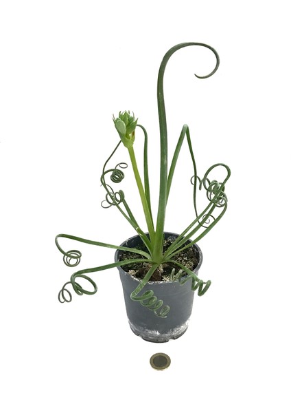 Albuca Spiralis fiyatları