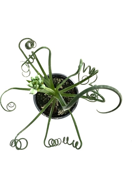 Albuca Spiralis modelleri
