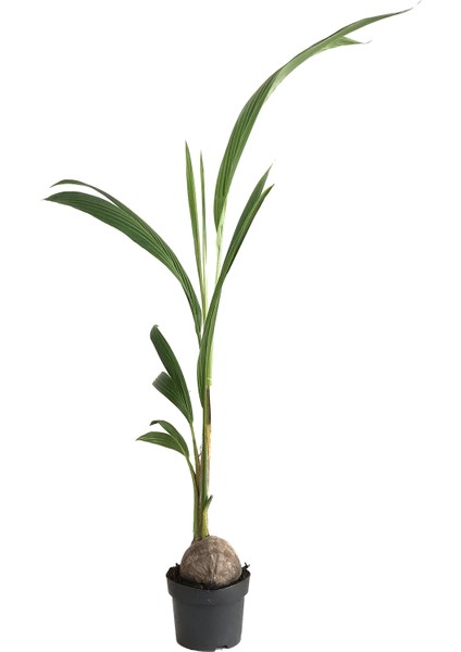 Cocos Nucifera (Hindistan Cevizi Palmiyesi)