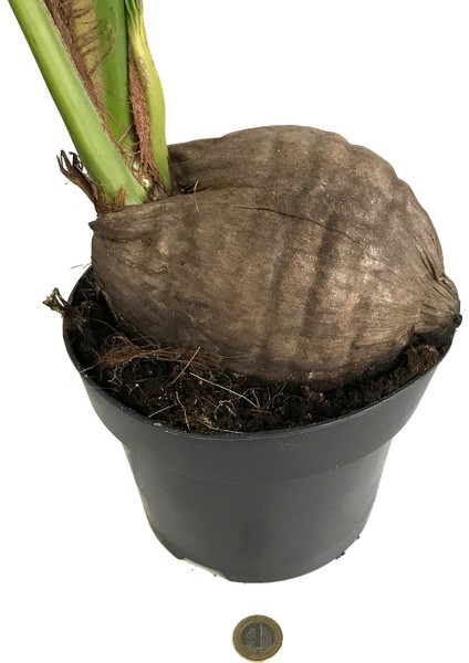 Cocos Nucifera (Hindistan Cevizi Palmiyesi) fiyatları