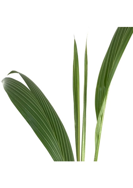 Cocos Nucifera (Hindistan Cevizi Palmiyesi) modelleri