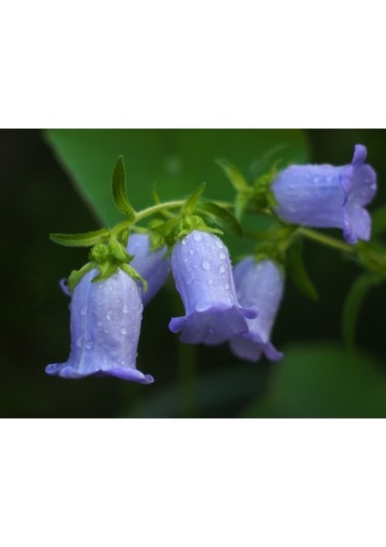 Çan Çiçeği Karışık Renk Pk (~ Takribi 20 Tohum)