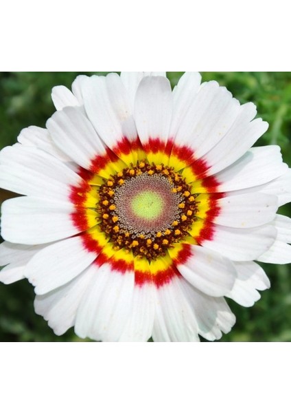 Kasımpatı Çiçek Tohumu 1 (~ Takribi 20 Tohum)