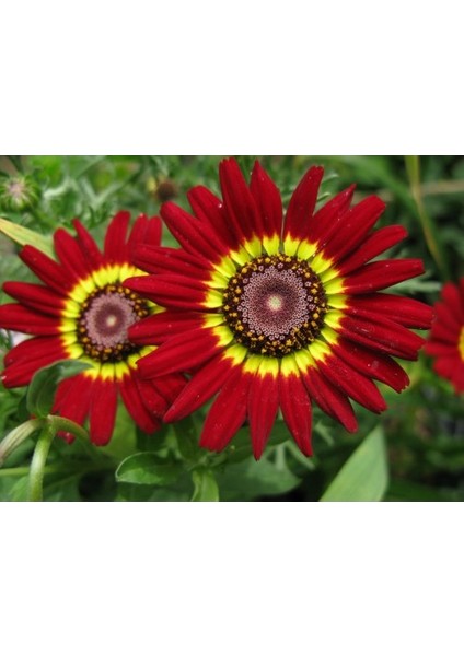 Kasımpatı Çiçek Tohumu 2 (~ Takribi 20 Tohum)