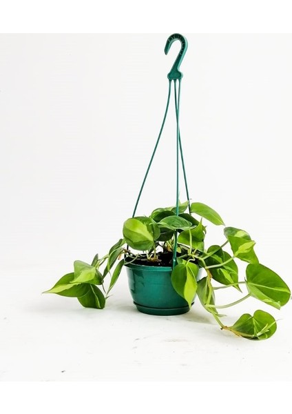 Kalp Yapraklı Salon Sarmaşığı Alacalı Philodendron Scandens Brasil Askılı Saksıda