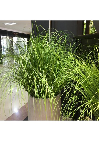 Yapay Çiçek Saz 60 cm Plants Grass Dekoratif Çiçek
