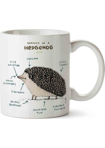 Kirpi Anatomisi Hedgehog Anatomy Kupa Bardak